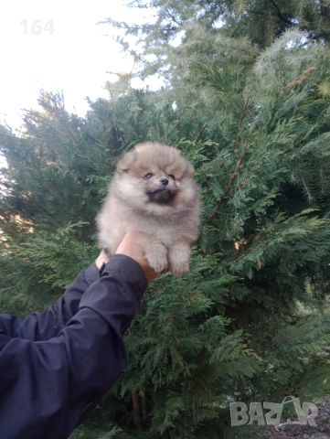 Мъжки Померани. Реални снимки от 29.12.25 г., снимка 4 - Померан - 52809054
