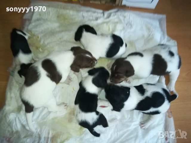 ДЖАК РЪСЕЛ-250ЛВ ЗА БРОЙ 0409252000, снимка 5 - Джак ръсел териер - 51608760