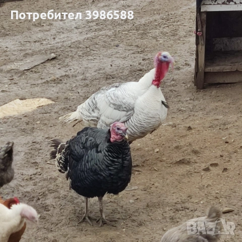 Пуяк.Фитор или кой както му вика., снимка 3 - Кокошки и пуйки - 53437420