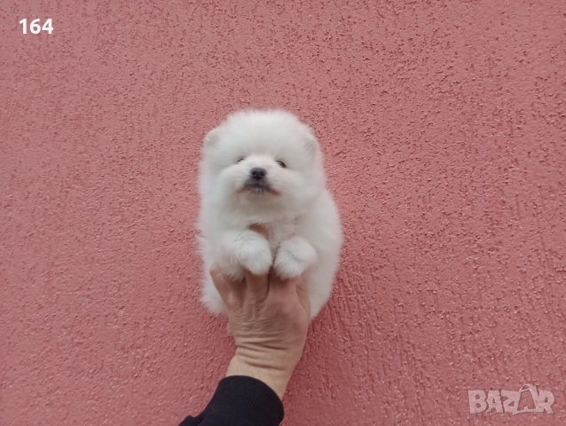 Померани. Реални снимки от 06.01.26 г. , снимка 7 - Померан - 52932942