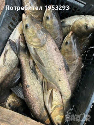 Толстолоб и шаран , снимка 2 - Стръв и захранки - 44865909
