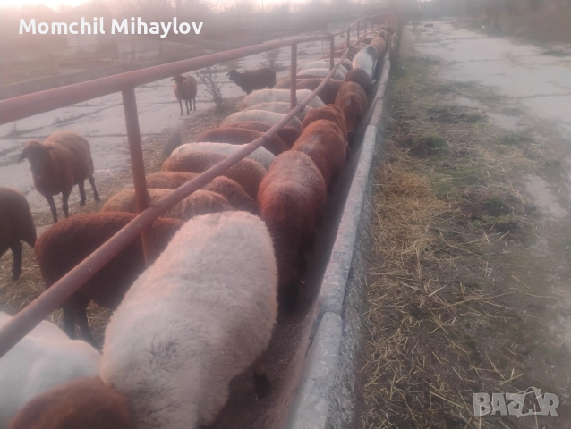 продавам овце и агнета, снимка 4 - Овце - 52591316