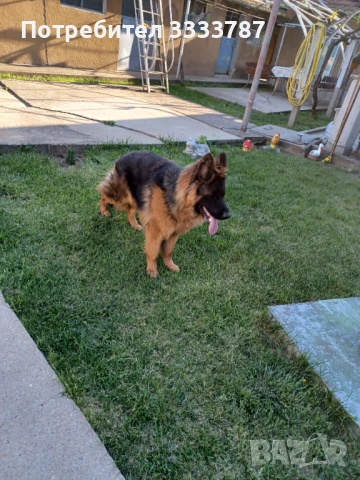 Мъжка немска овчарка за разплод 