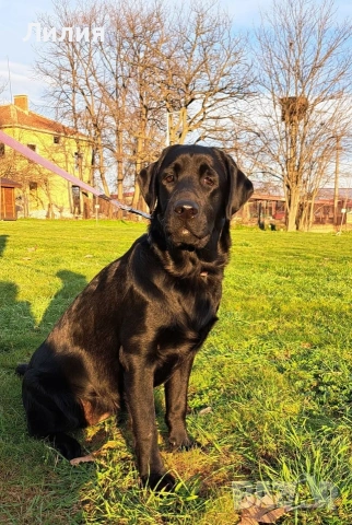 Лабрадор ретривър с родословие