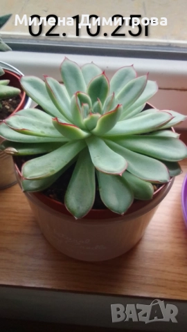 Красула Тенелли - Crassula mesembryanthemoides 'Tenelli / Ешеверия - Echeveria pulidonis Rondo , снимка 3 - Стайни растения - 50303443