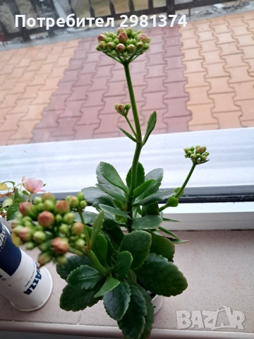 Каланхое, снимка 3 - Стайни растения - 53246108