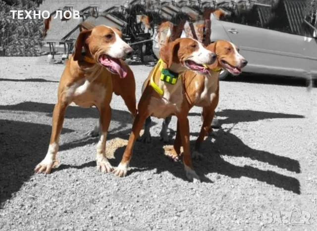 GPS тракер за ловни кучета за следене и обучение с електрошок IK122T, снимка 3 - За кучета - 47863296