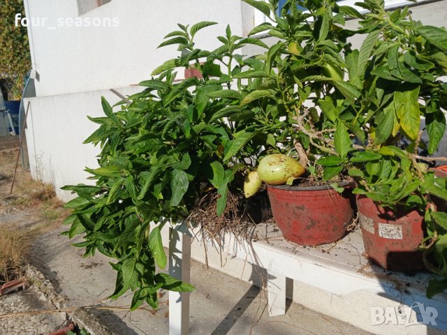 Пепино - пъпешово дърво, снимка 3 - Градински цветя и растения - 29845187