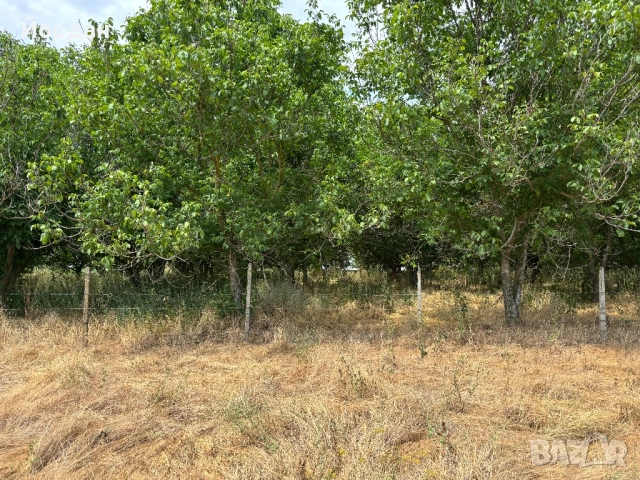 Орехова градина, снимка 5 - Земеделска земя - 52103179