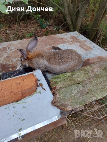 Продавам зайци , снимка 3 - Други животни - 51750940