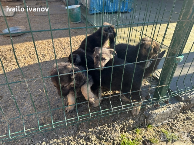 Източно европейска овчарка, снимка 3 - Немска овчарка - 53132059