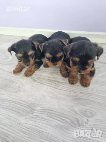 Йоркшир териер , снимка 9 - Йоркширски териер - 53053770