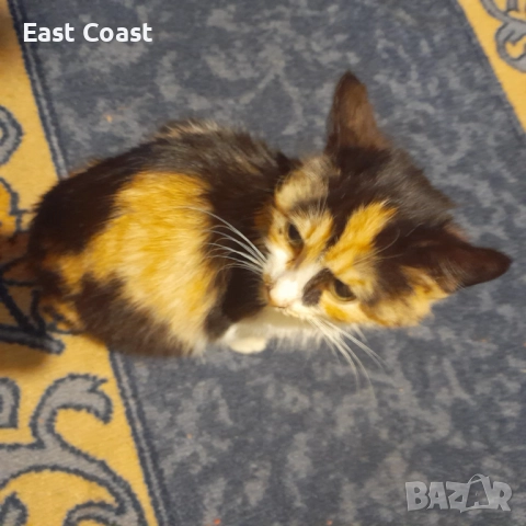 Малко сладко коте/котенце търси своя дом спешни във Варна, снимка 5 - Други - 52672571