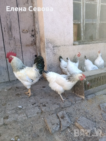 Оплодени яйца от светъл съсекс, голошийки и качулати , снимка 11 - Кокошки и пуйки - 52790436