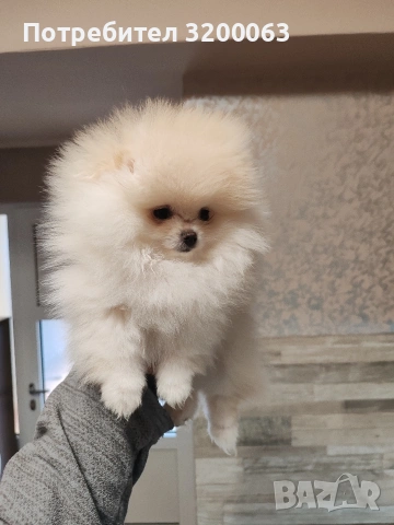 Померан мини женско , снимка 2 - Померан - 53378760