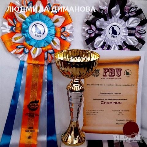 Шотландско момиче със сини очи. , снимка 11 - Британска късокосместа - 52646655