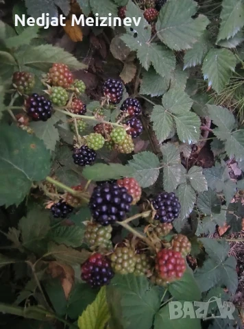 Разсад ягоди, малини и къпини, снимка 4 - Стайни растения - 51199735