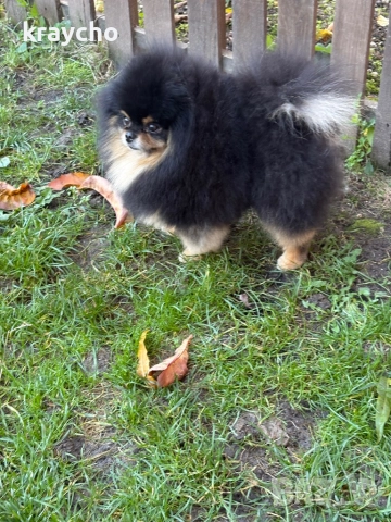 Померан мъжки, снимка 5 - Померан - 52859631