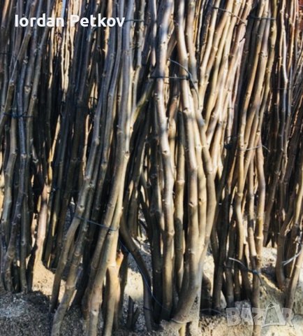 Орех чандлър, снимка 3 - Разсади - 32170528