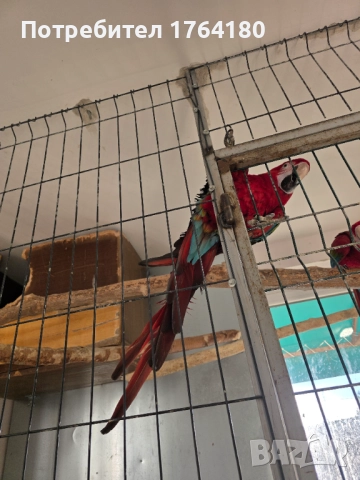 Три двойки папагали ара , снимка 8 - Папагали - 52920223