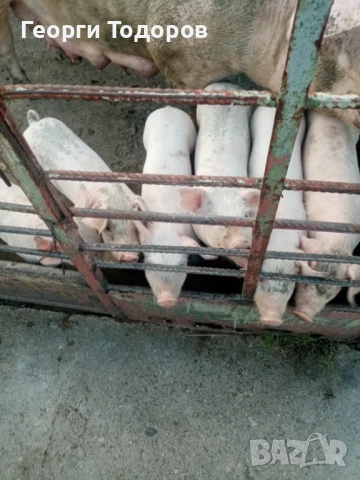 Малки прасенца , снимка 1