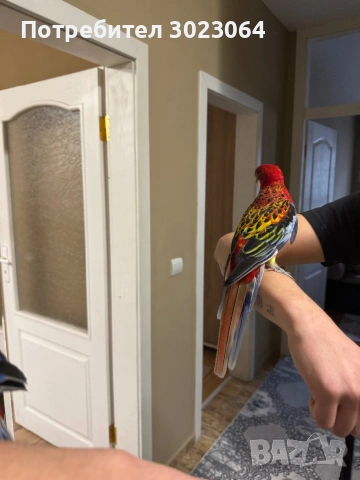 Папагал розела, снимка 2 - Папагали - 53572770