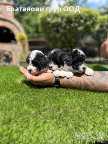 Той Пудели парти разцветка с родословие , снимка 5 - Пудели - 50875907