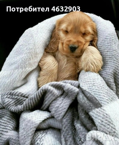 кокер шпаньол момче родословен баща , снимка 8 - Кокер шпаньол - 52716913