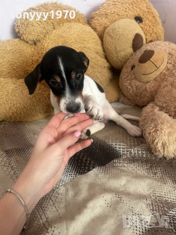 ДЖАК РЪСЕЛ ТЕРИЕР 2810250755, снимка 10 - Джак ръсел териер - 52206567