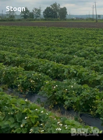 разсад ягоди 