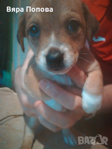 продавам пинчерчета родени на 01.01.26 година хранят се сами 3 мъжки и 2 женски, снимка 5 - Пинчер - 53383709