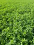 Семе люцерна Приста 3/Плевен 6, снимка 4