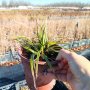 Карекс Айс Данс, Carex morrowii Ice Dance, студоустойчива, вечнозелена, снимка 10