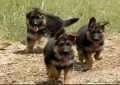 Немски овчарки , снимка 1