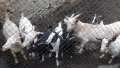 Ярета и кози, снимка 1 - Кози - 37840463