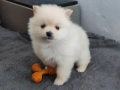 Продавам померан - момче., снимка 3