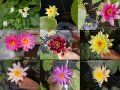 Продавам водни, езерни растения, цветя и водни лилии, снимка 1 - Градински цветя и растения - 28830827