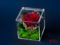 Естествена Вечна Роза в Акрилна Кутия / Уникален Подарък за Рожден Ден / Жива Вечна Роза в Кутия
