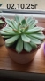 Красула Тенелли - Crassula mesembryanthemoides 'Tenelli / Ешеверия - Echeveria pulidonis Rondo , снимка 3
