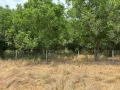 Орехова градина, снимка 5