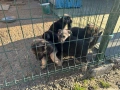 Източно европейска овчарка, снимка 3