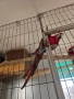 Три двойки папагали ара , снимка 8