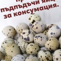 ПРЕСНИ яйца от пъдпъдици, снимка 1 - други­ - 42943730