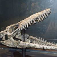Фосилни зъби на Mosasaurus Leiodon - Късна креда (66 - 82.7 Ма), снимка 6 - Колекции - 37404312