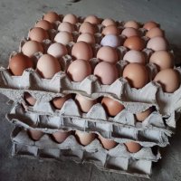 разплодни/оплодени яйца от Ломан Браун носачки , снимка 6 - Кокошки и пуйки - 43634220