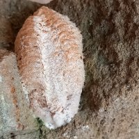 Трилобит Trilobita - изкопаеми 3.5 - 2 см, снимка 3 - Колекции - 44081054