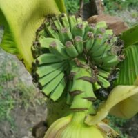 Банани, снимка 6 - Стайни растения - 14936642