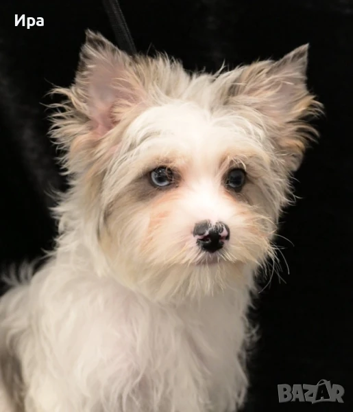 Момиче, йорки, снимка 1