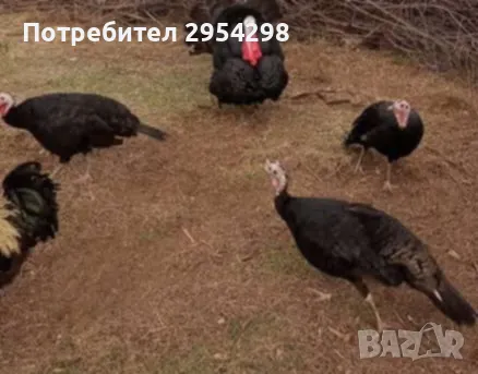 Пуйки Артисан разплодни яйца , снимка 1