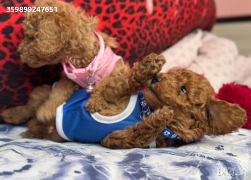 Пудел той, снимка 1